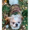 Флиска Толстовка для собак на флисе мульт 3