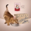 Акція вологий корм Club 4 paws 85г смужки для кішок з куркою 12шт + 12шт в подарунок 0