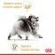 АКЦИЯ Royal Canin Pomeranian Adult корм для взрослых собак породы померанский шпиц 1,5 кг + 4 паучи 2