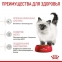 АКЦІЯ Royal Canin Kitten для кошенят на кожен день (до 12 місяців) набір корму 2 кг + 4 паучі 4