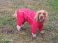 Лондон дождевик для собак DogLove красный без утеплителя 3