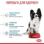 АКЦИЯ Royal Canin X-Small Puppy Набор корма для собак очень миниатюрных пород 2 кг + 4 паучи 3