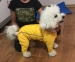 Мадрид дощовик для собак Dog Love жовтий без утеплювача 2