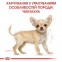АКЦІЯ Royal Canin Chihuahua Puppy набір корму для цуценят 1,5 кг + 4 паучі 3