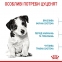 АКЦІЯ Royal Canin Mini Puppy набір корму для цуценят 2 кг + 4 паучі 4