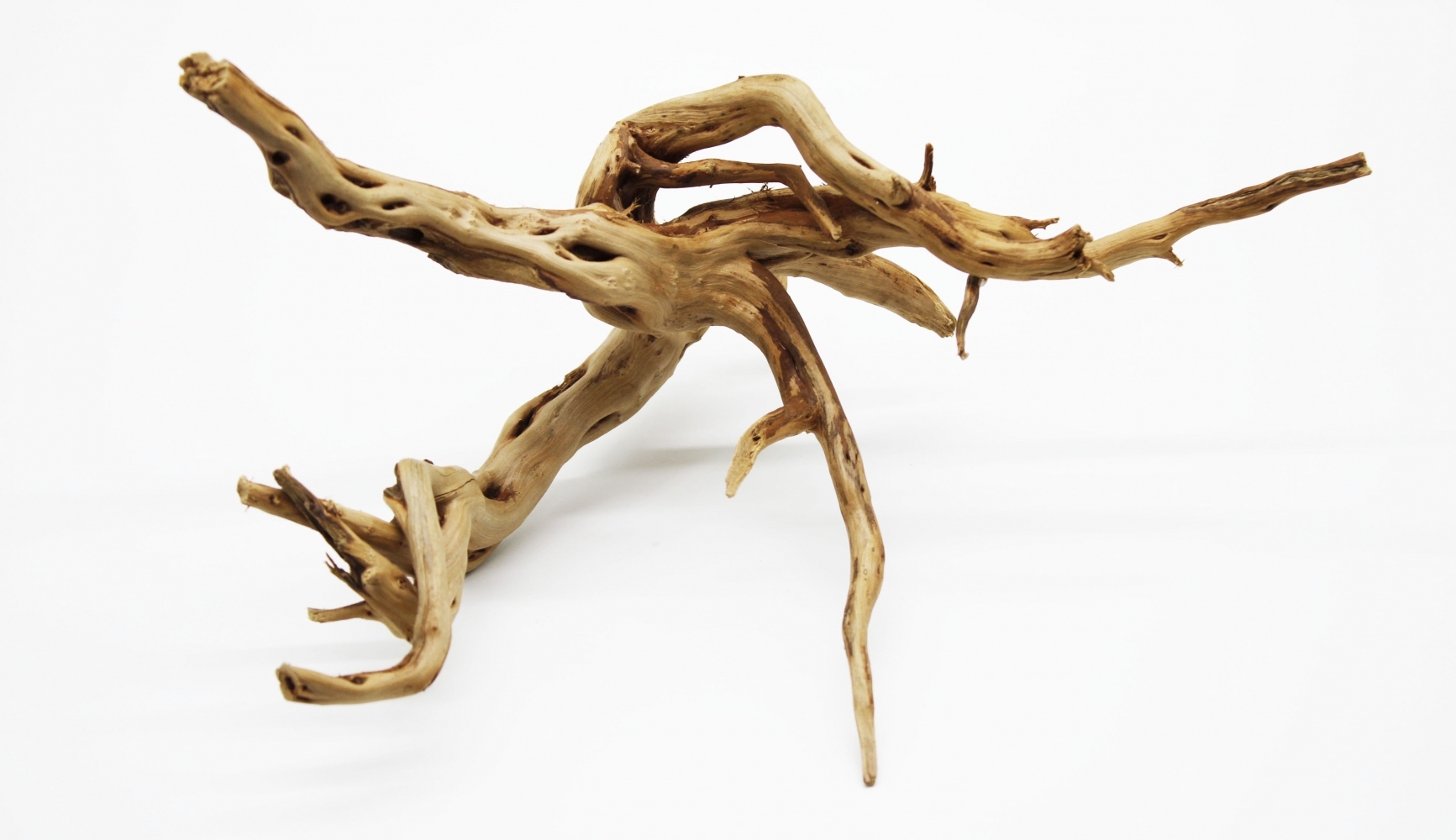 Корень азалия