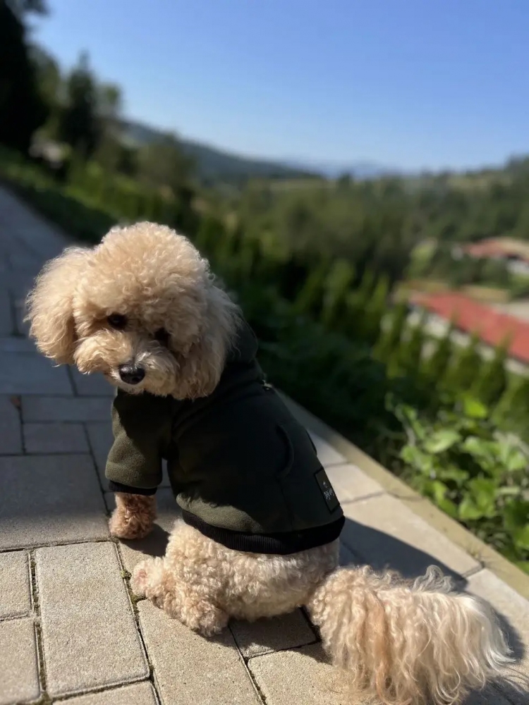 Худі Digi Dog для собак з кишенею, Хакі XL 40 см/62 см.
