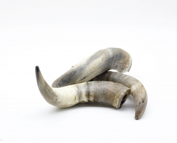 Рог буйвола сушёный