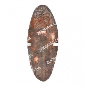 Панцири каракатиці асорті з тримачем 12 см, Тріксі 5052