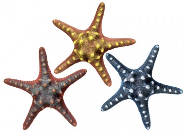 Морська зірка 16,5 см Ноббі 28315