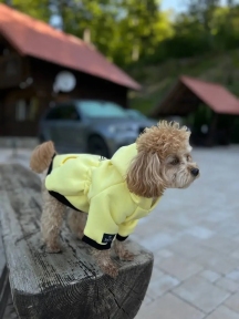 Худи Lemon Digi Dog для собак с карманом.